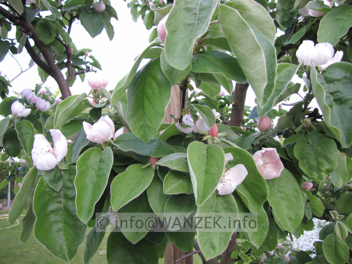 Quitte Konstantinopeler 01 in Bluete + Laub.JPG